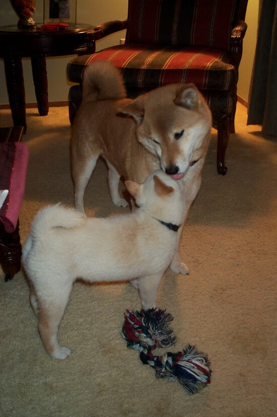 电竞新秀选手首次登场展现不俗实力，电竞show